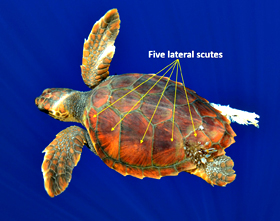 Loggerhead Shell Notes